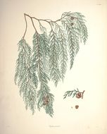 Image of Chinese Weeping Cypress