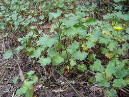 Image of Cineraria lobata subsp. lobata