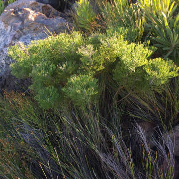 Image de Paranomus spicatus (Berg.) Kuntze