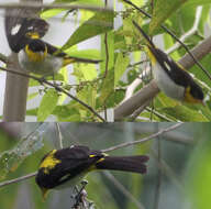 Image of Yellow-backed Tanager