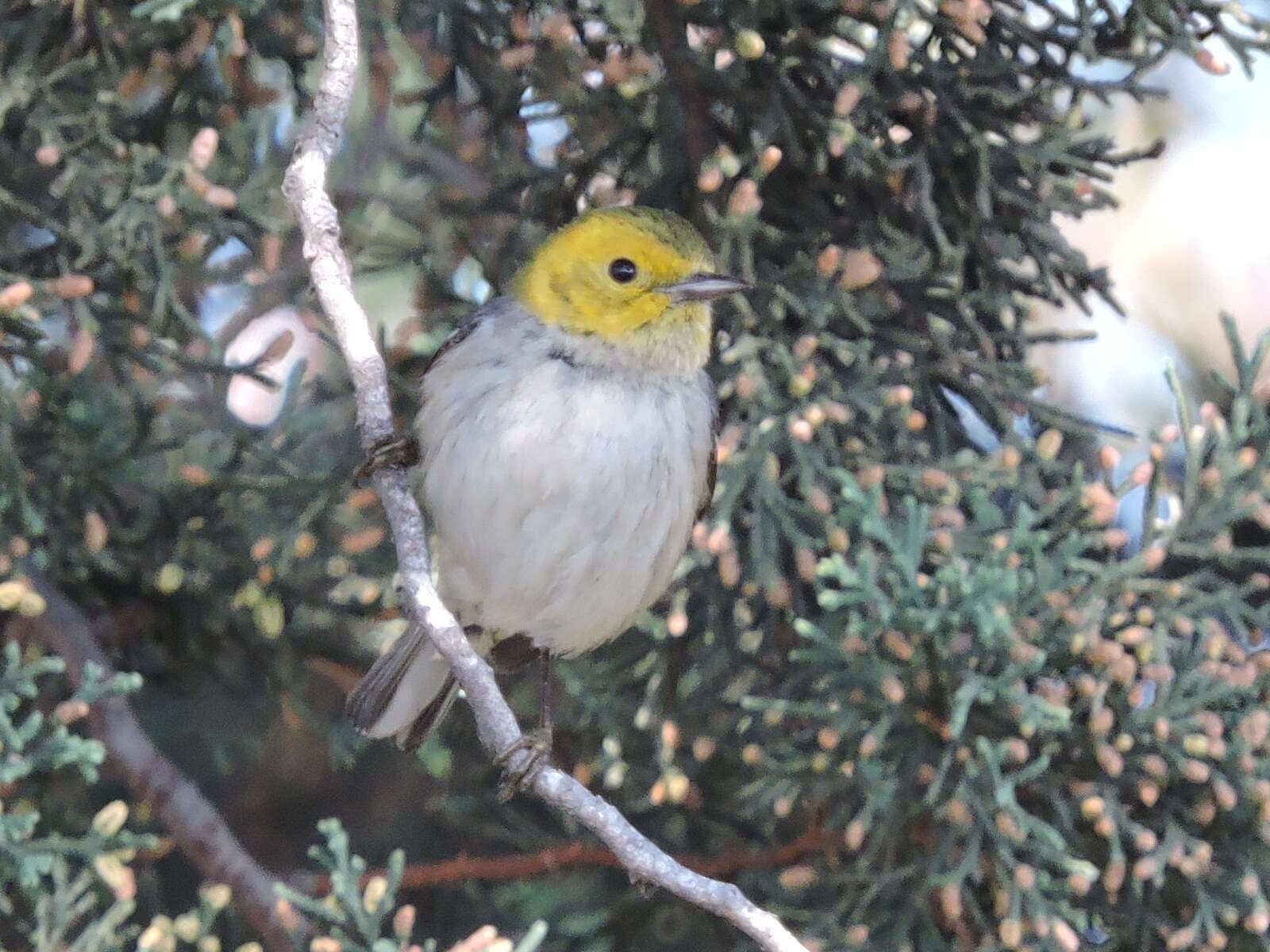 Image of Hermit Warbler