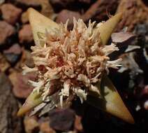 Image of Crassula congesta subsp. laticephala (Schönl.) Tölken