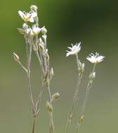 صورة Sabulina glaucina (Dvoráková) Dillenb. & Kadereit