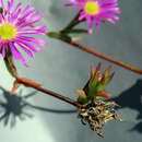Image of Erepsia ramosa L. Bol.