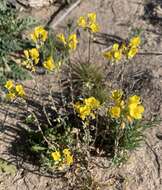 Image of Moapa bladderpod