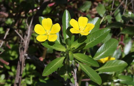 Image of floating primrose-willow