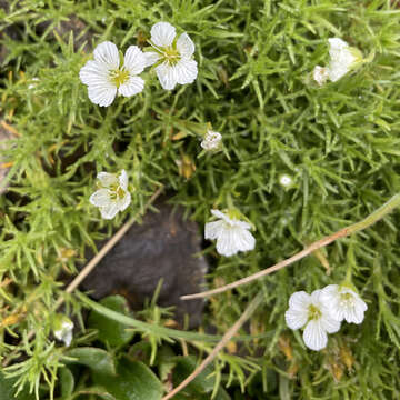 Image of longpod stitchwort