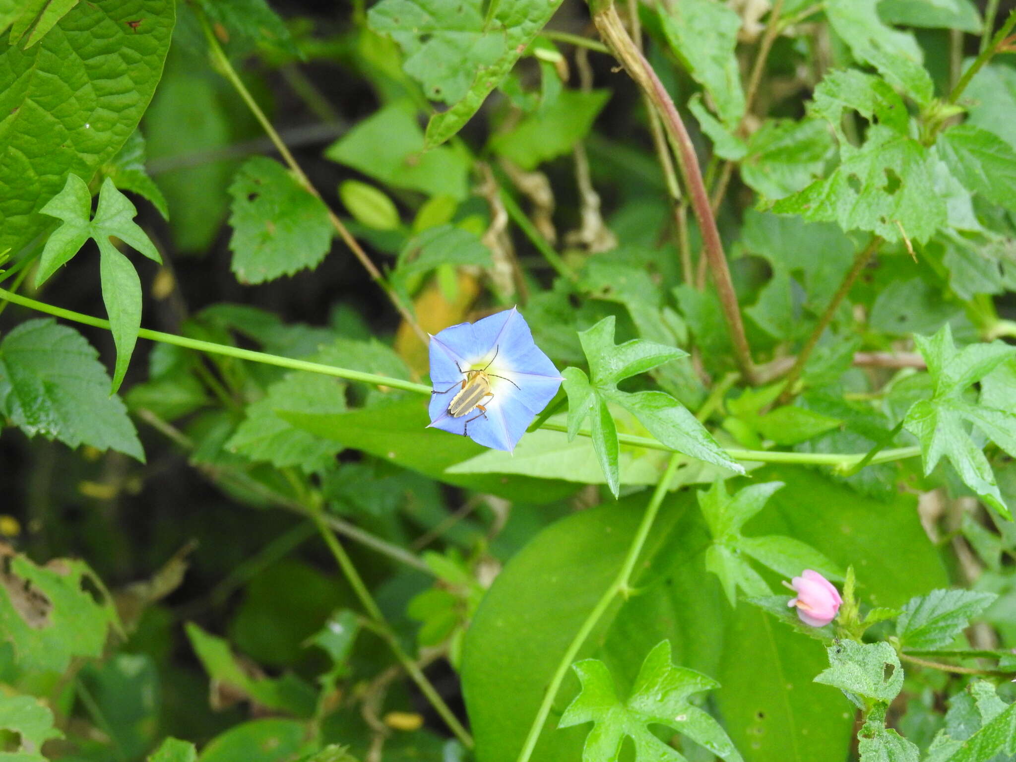 Image de Ipomoea barbatisepala A. Gray