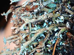 Image of cup lichen