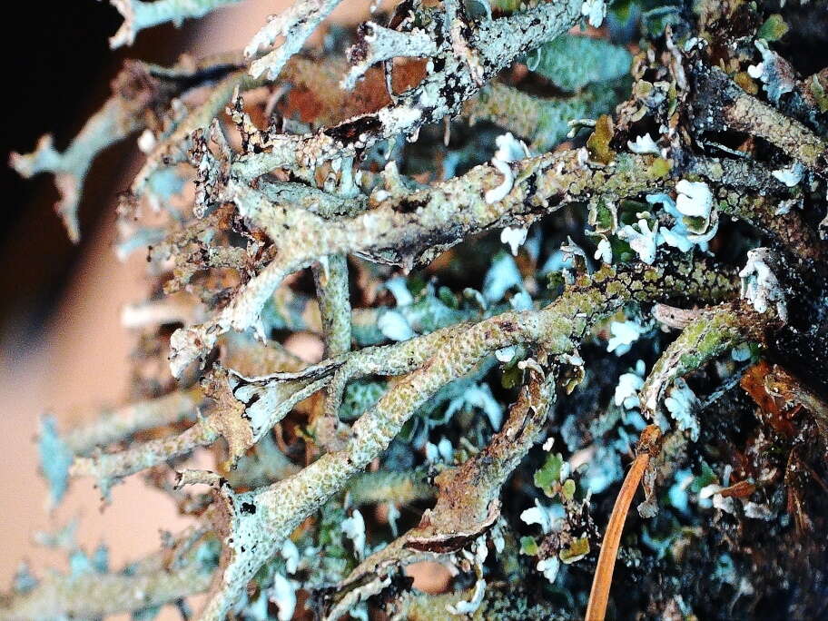 Cladonia phyllophora Hoffm.的圖片