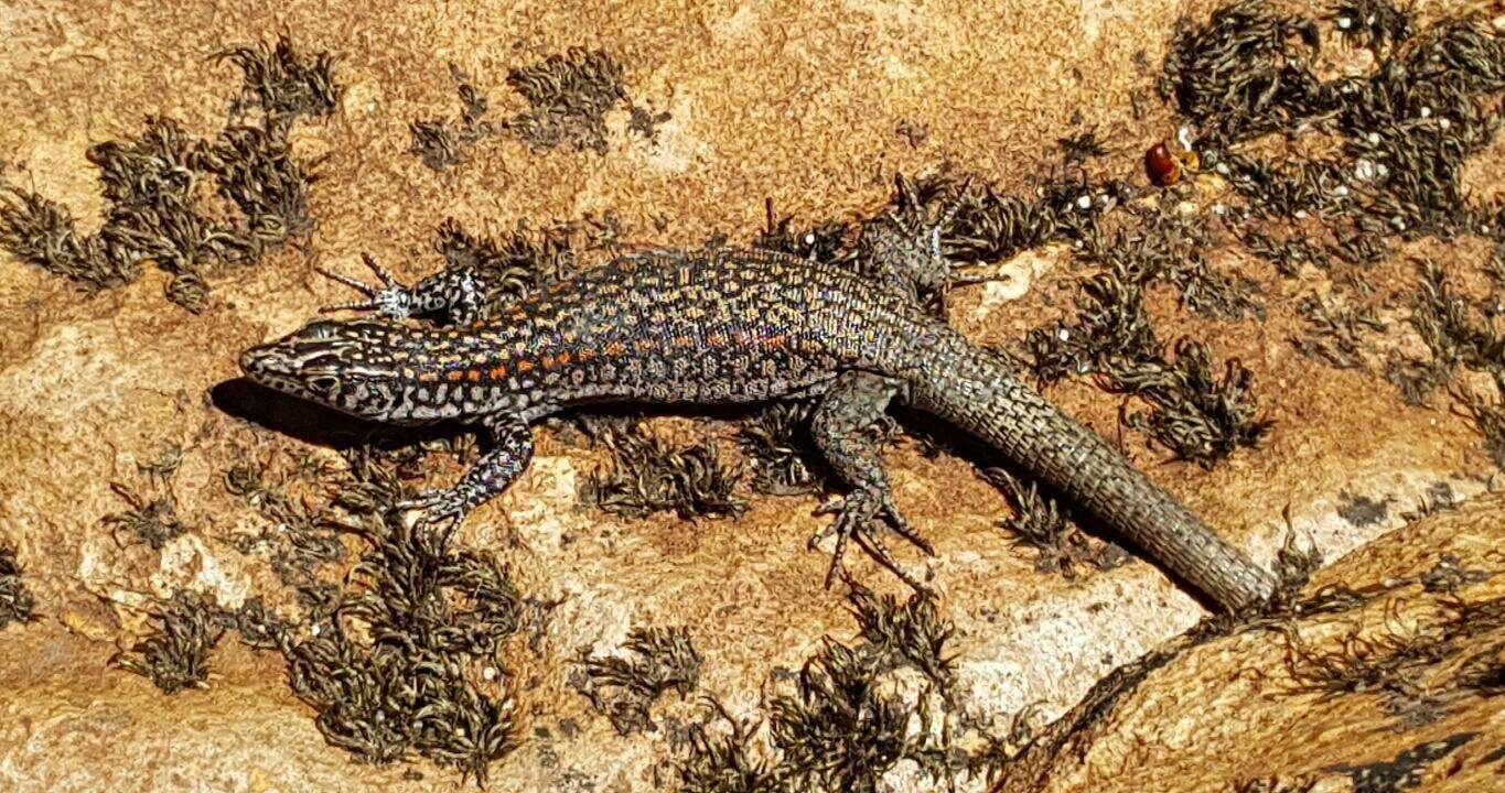 Image of Southern Rock Lizard