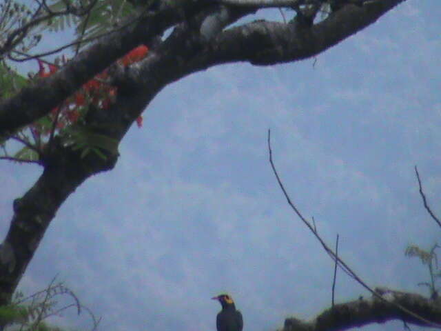 Image of Southern Hill Myna