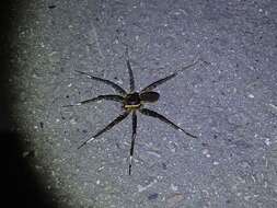 صورة Dolomedes raptor Bösenberg & Strand 1906