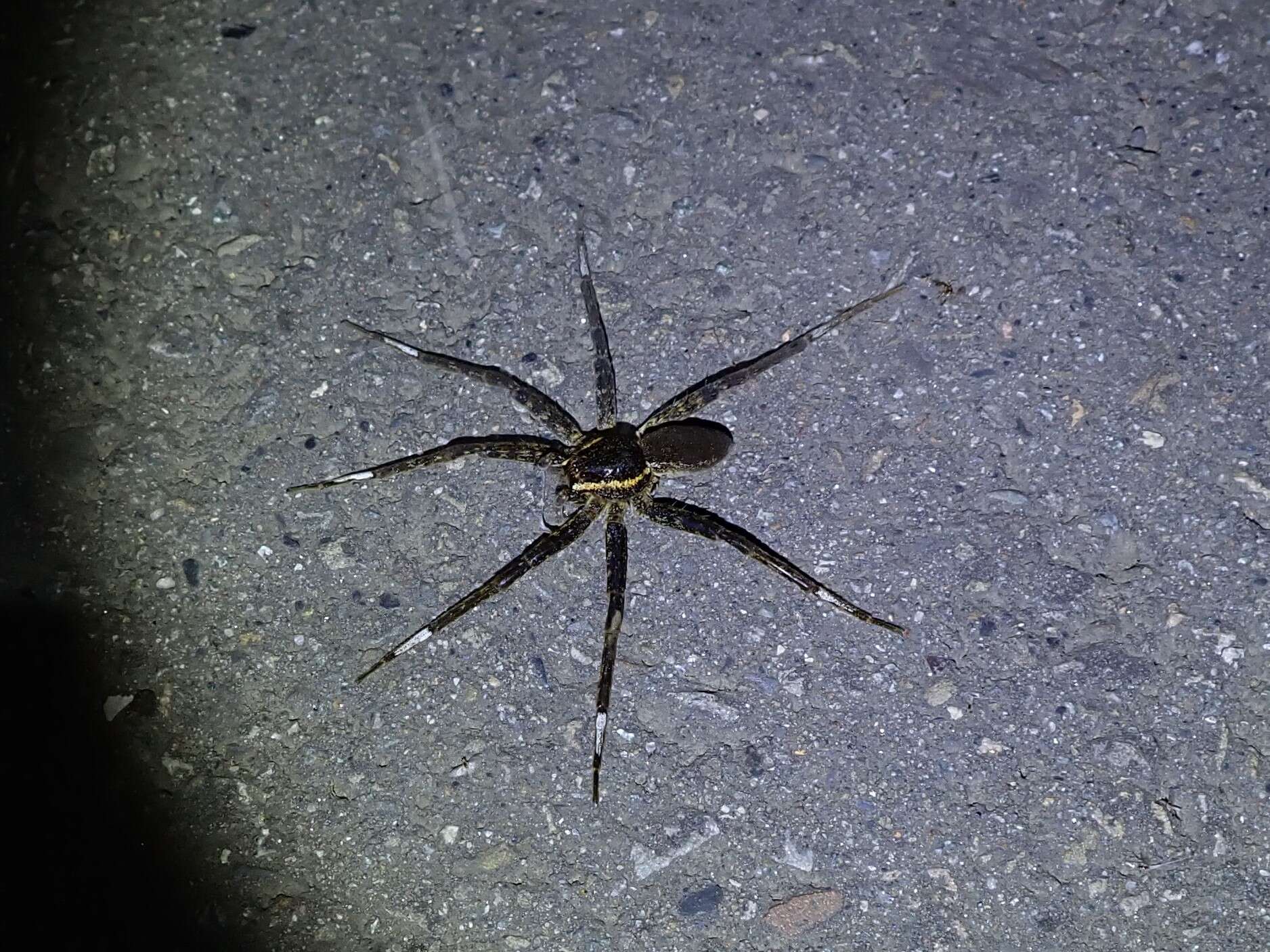 صورة Dolomedes raptor Bösenberg & Strand 1906