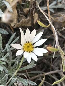 Image of Townsendia mexicana A. Gray