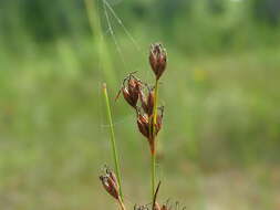 Image of Smooth sawgrass