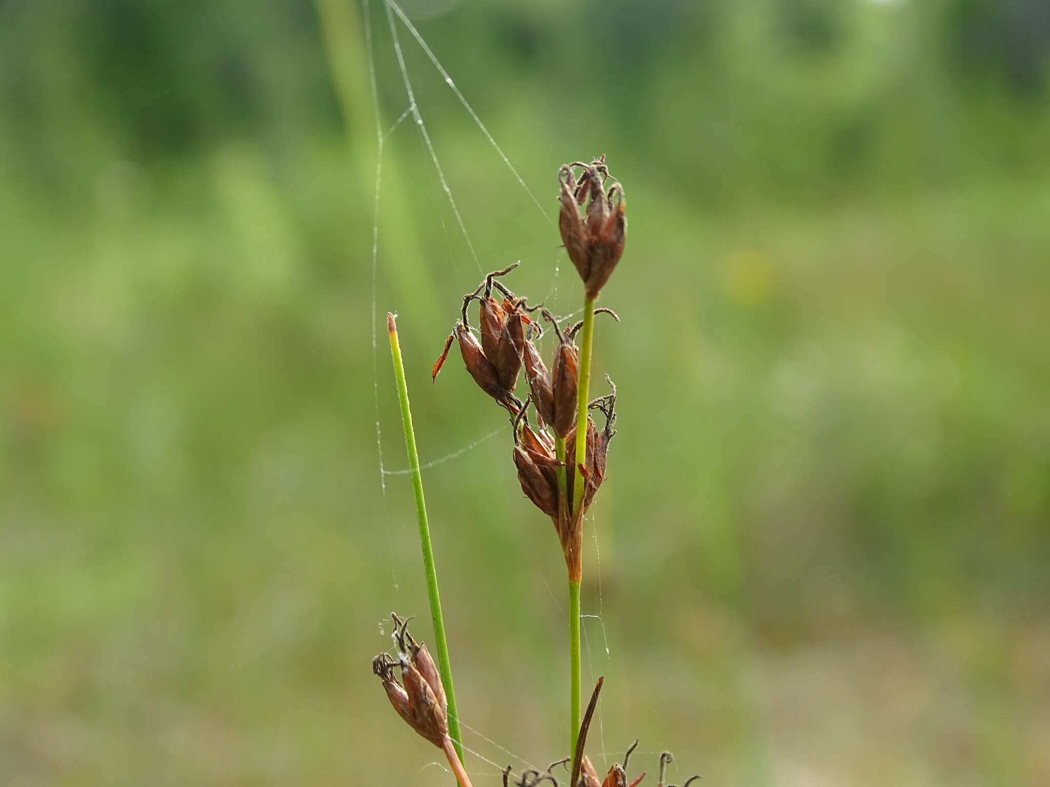 Image of Smooth sawgrass