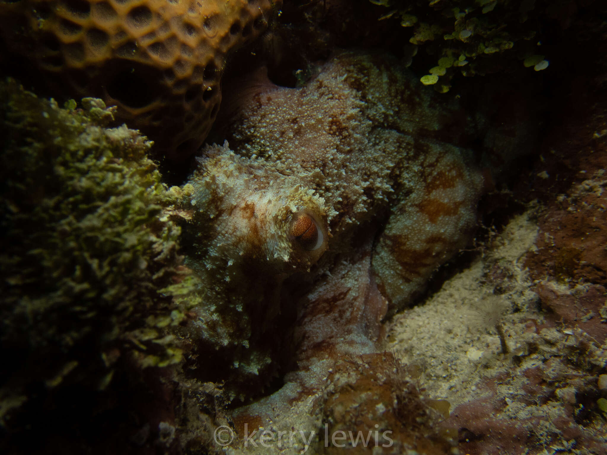 Image of Caribbean reef octopus