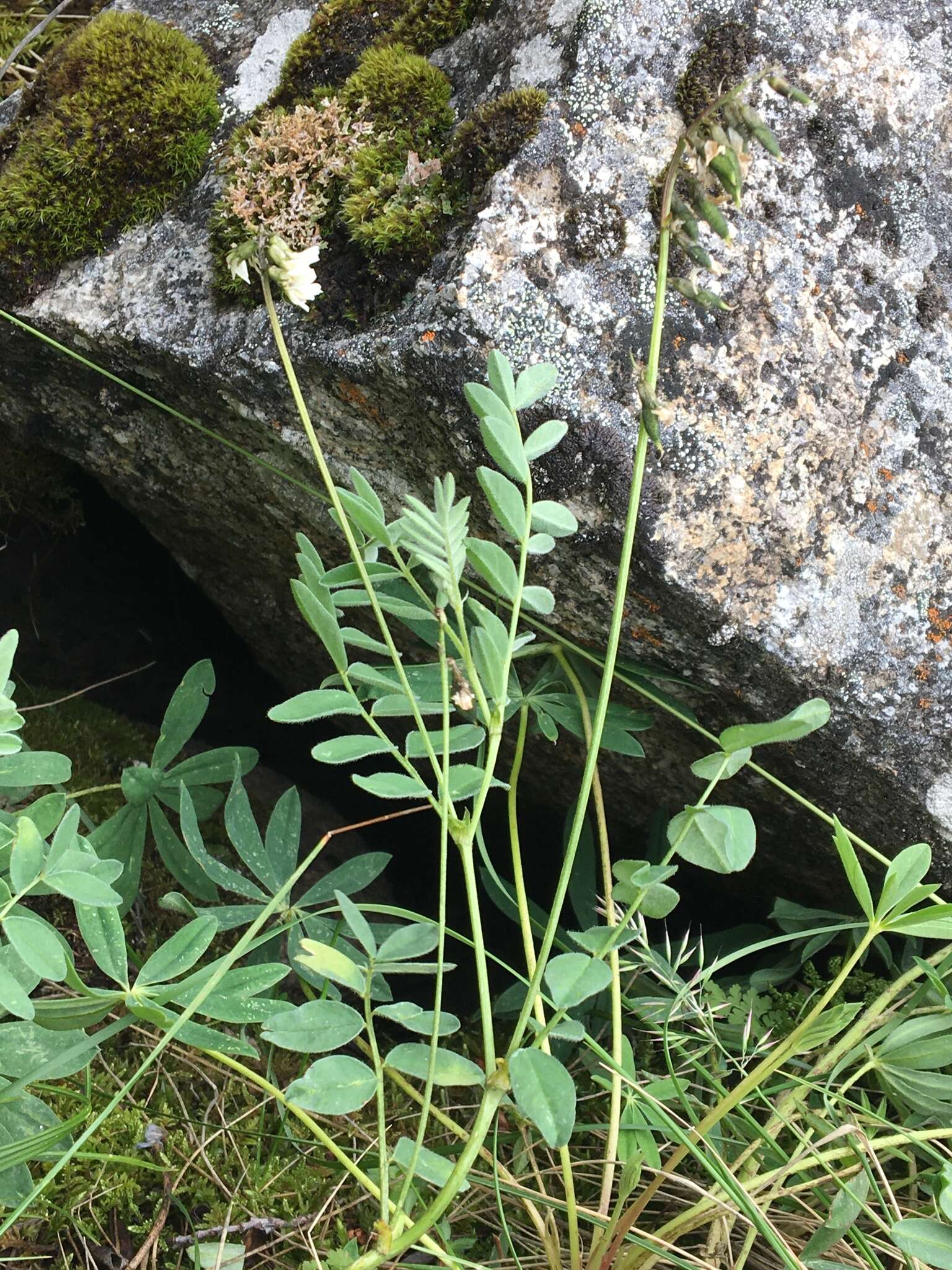 Image of Robbins' milkvetch