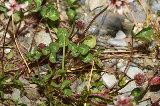 Image of Pale Clover