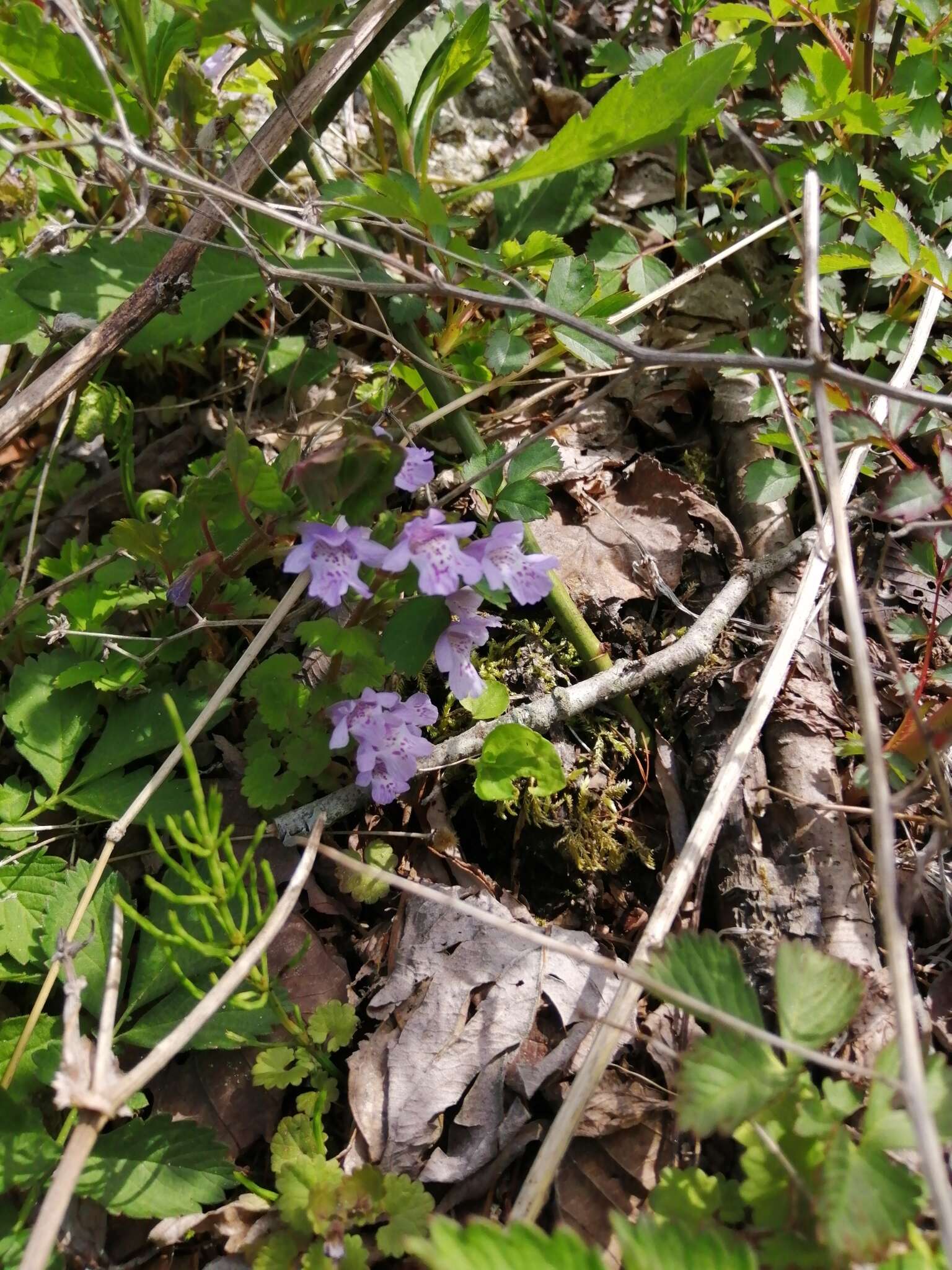 Image of Glechoma grandis (A. Gray) Kuprian.