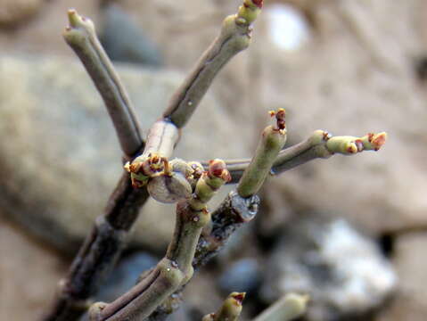 Image de Euphorbia juttae Dinter