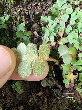 Image of Asplenium lolegnamense (Gibby & Lovis) Viane