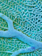 Image of Caribbean sea fan