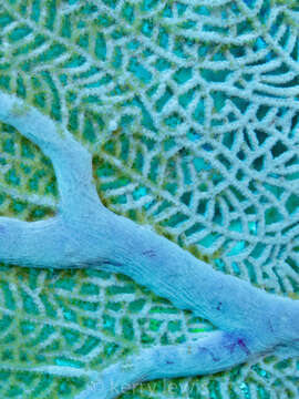 Image of Caribbean sea fan