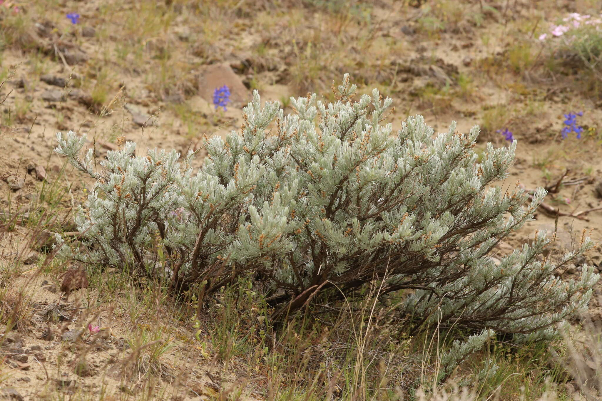 Sivun Artemisia rigida (Nutt.) A. Gray kuva