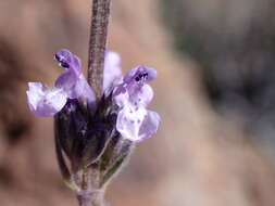 Nepeta teydea Webb & Berthel.的圖片