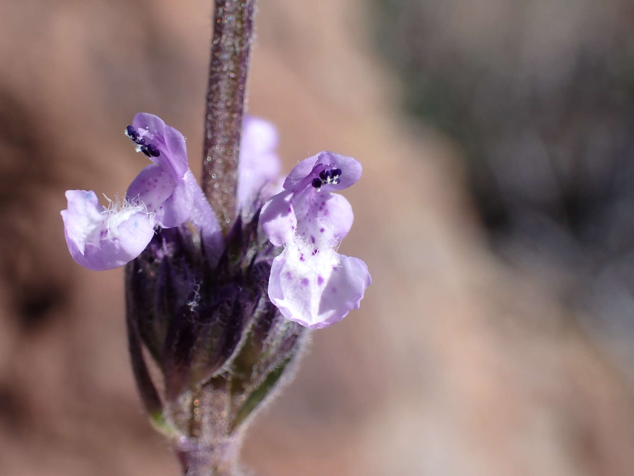 Image of Nepeta teydea Webb & Berthel.