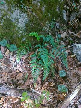 Imagem de Asplenium adiantum-nigrum subsp. adiantum-nigrum