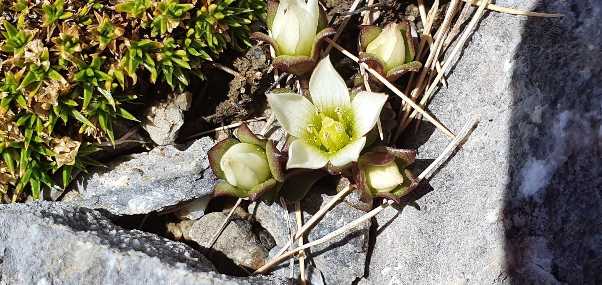 Gentianella filipes (Cheeseman) T. N. Ho & S. W. Liu resmi