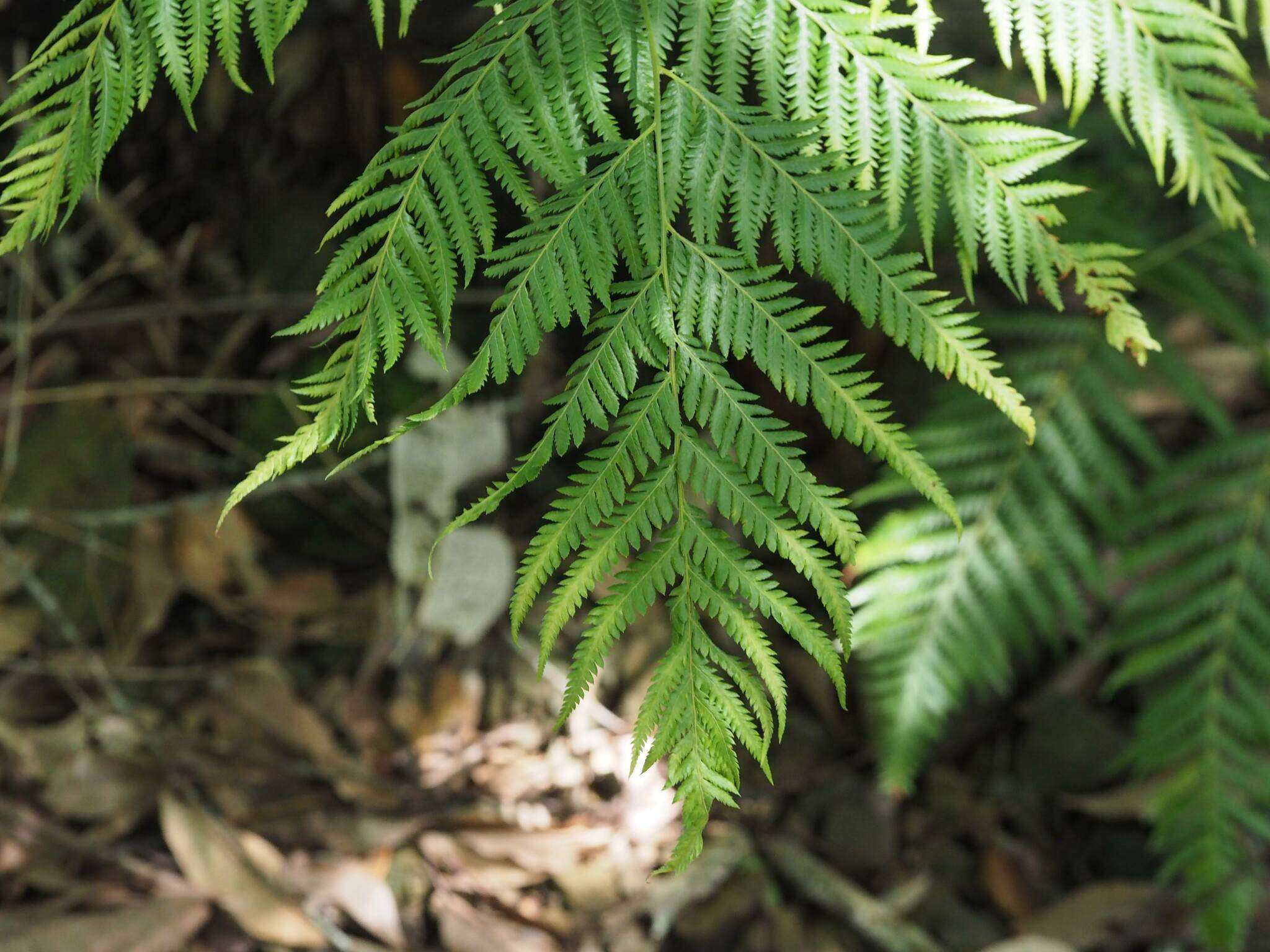 Image of Cibotium taiwanense C. M. Kuo