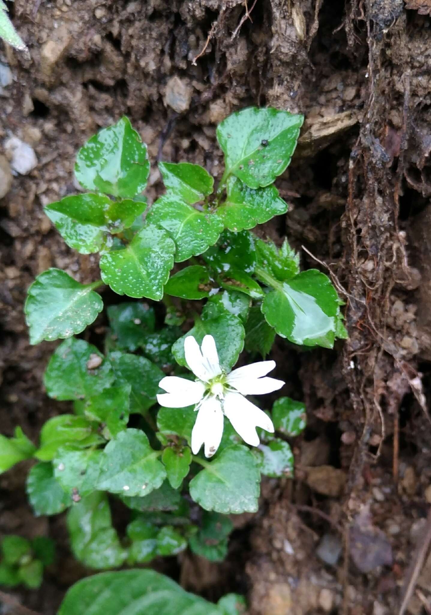 Слика од Nubelaria arisanensis