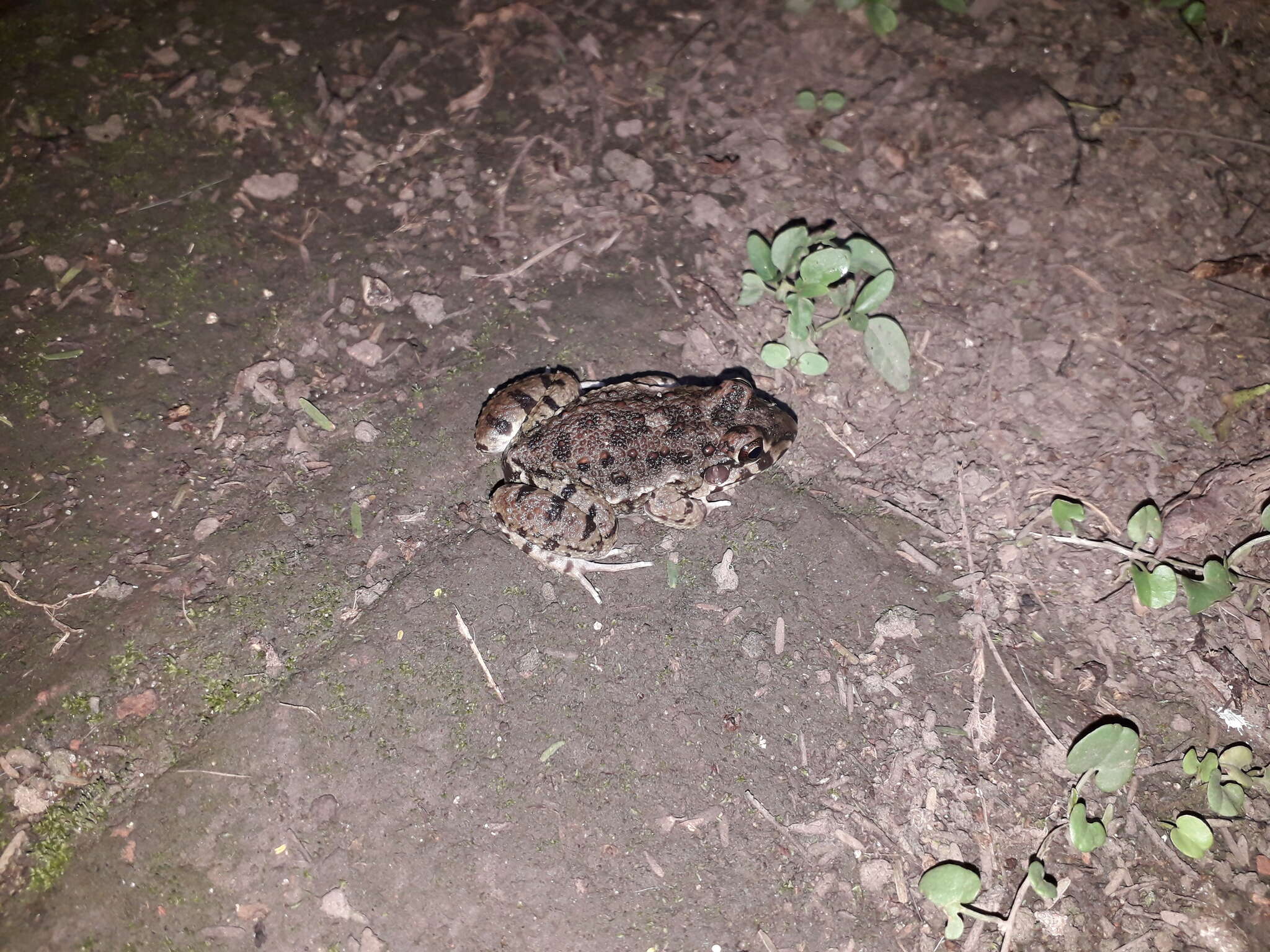 Слика од Leptodactylus bufonius Boulenger 1894