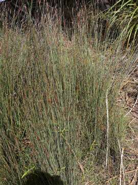 Image of Machaerina juncea (R. Br.) T. Koyama