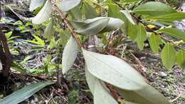 Imagem de Hypericum geminiflorum Hemsl.