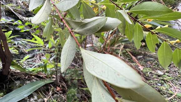 Image of Hypericum geminiflorum Hemsl.