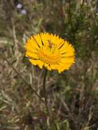 صورة Helenium vernale Walt.