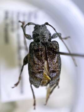 Image of Leptostylus gibbulosus Bates 1874