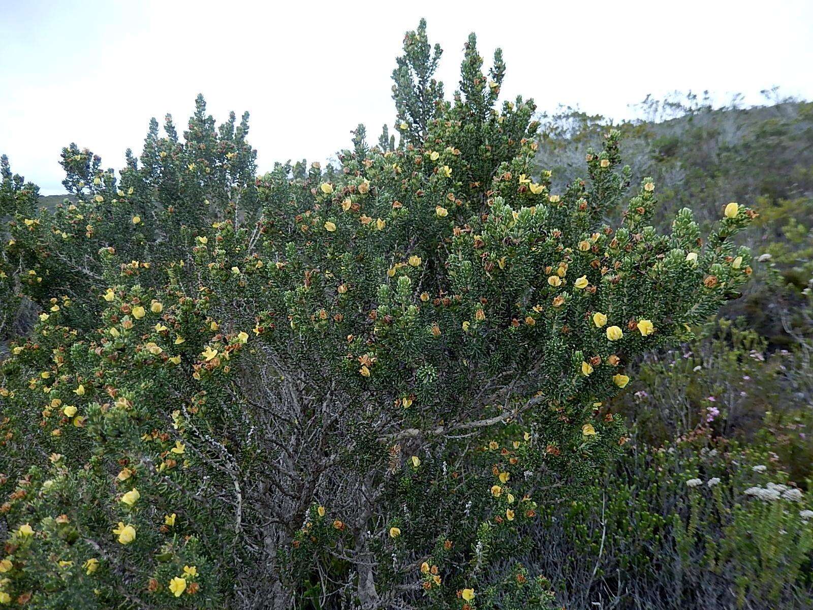 Слика од Aspalathus pallescens Eckl. & Zeyh.