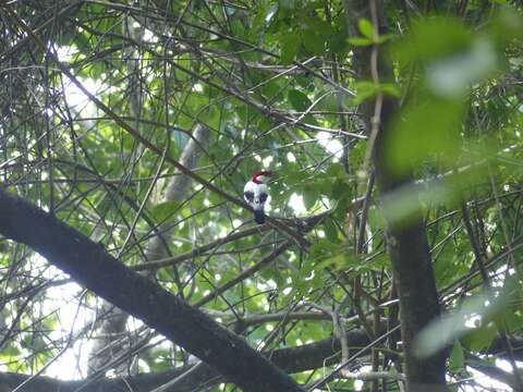 Image of Araripe Manakin