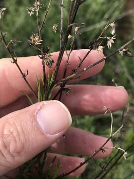 Image of Malibu baccharis