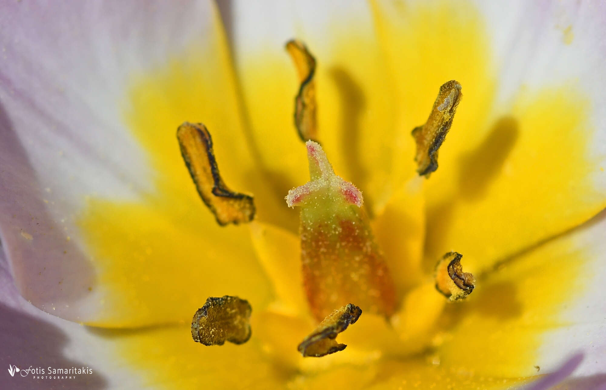 Image of Tulipa saxatilis Sieber ex Spreng.