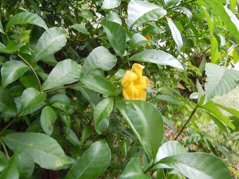 Image of Tabernaemontana grandiflora Jacq.