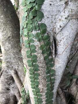 Image of Psychotria serpens L.