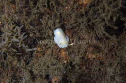 Image of white Atlantic cadlina