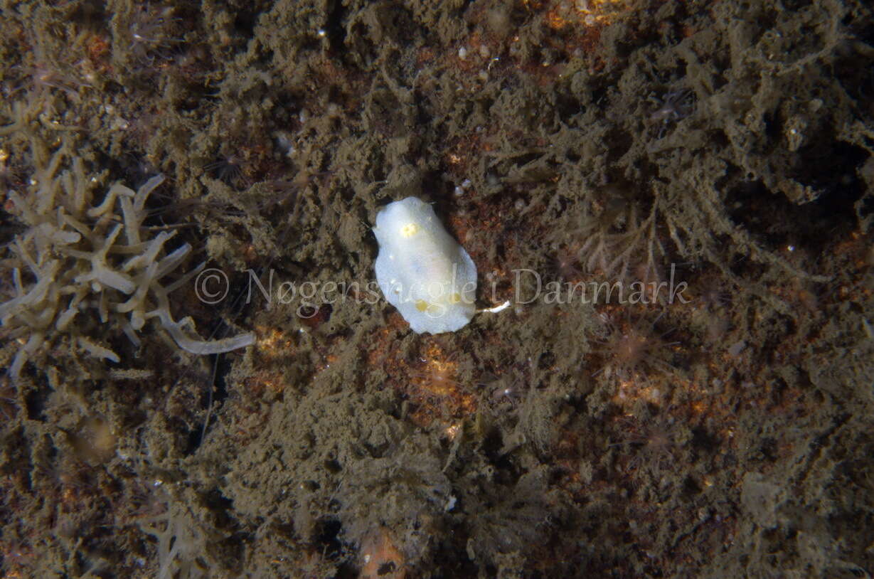 Image of white Atlantic cadlina